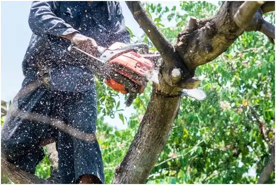 tree services Preston